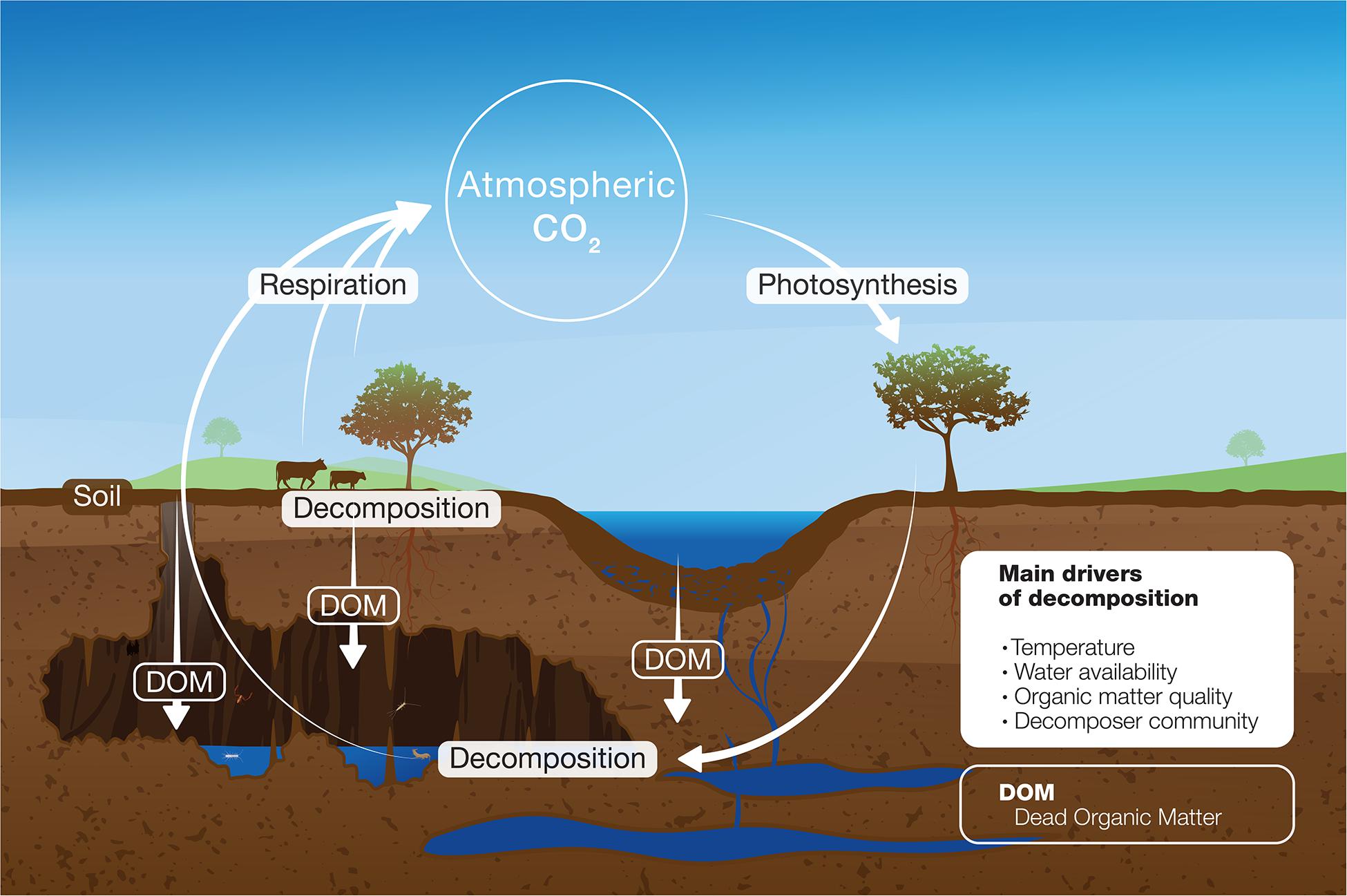 Frontiers Decomposition Of Organic Matter In Caves