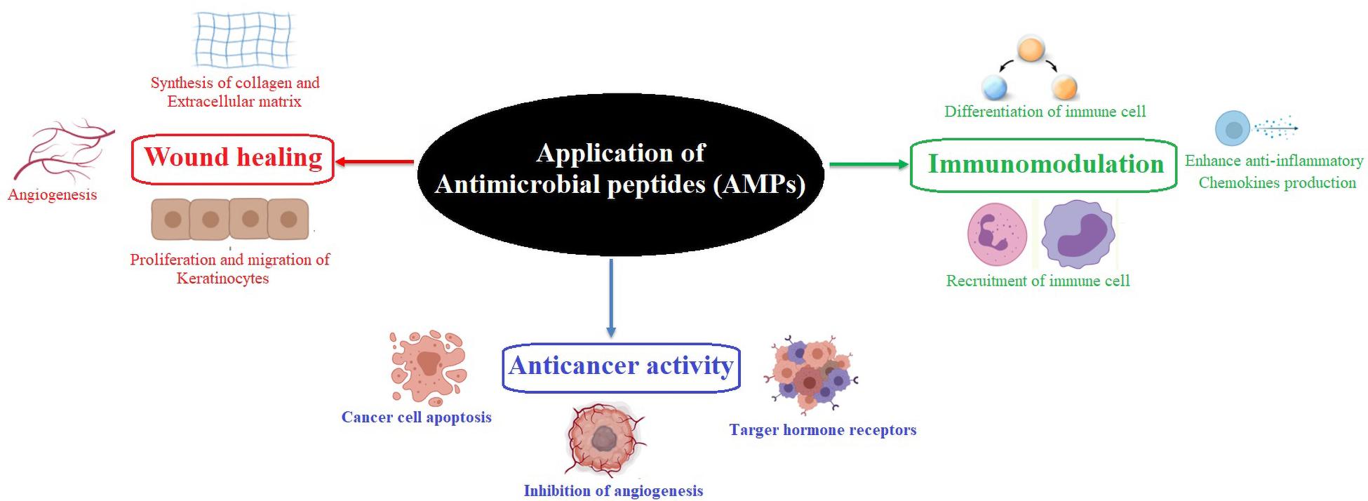Frontiers | Antimicrobial Peptides: Novel Source and Biological