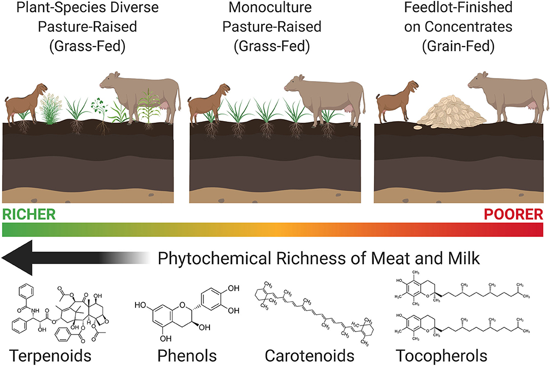 Frontiers  Health-Promoting Phytonutrients Are Higher in Grass-Fed Meat  and Milk