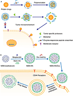 Frontiers | Enzyme-Responsive Nanoparticles For Anti-tumor Drug ...