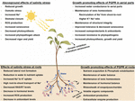 Frontiers | Mechanistic Insights of the Interaction of Plant Growth ...