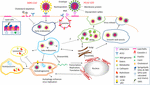 Frontiers | Coronavirus Interplay With Lipid Rafts And Autophagy ...