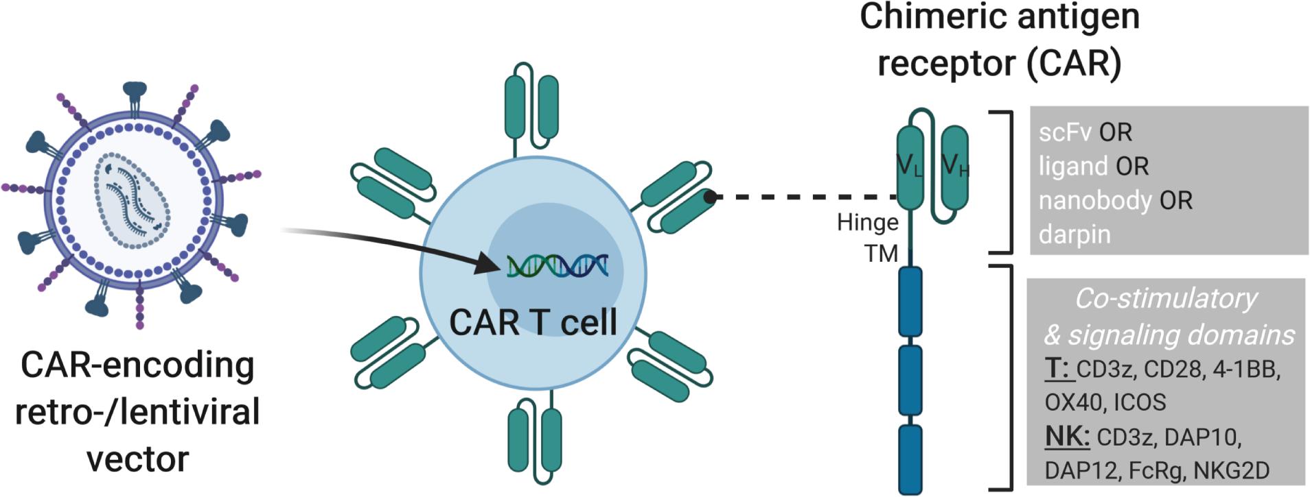 Frontiers Use Of Cell And Genome Modification Technologies To Generate Improved Off The Shelf Car T And Car Nk Cells Immunology