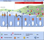 Frontiers | Novel Anti-Inflammatory Approaches for Cystic Fibrosis Lung ...