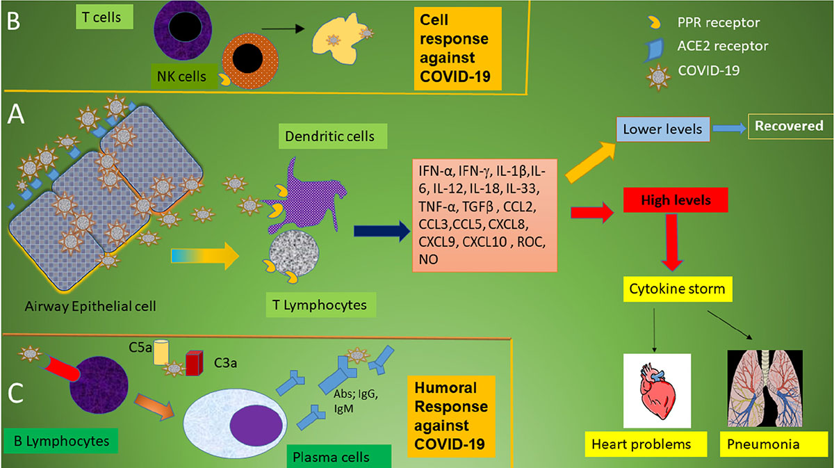 Frontiers The Immune Response And Immunopathology Of Covid 19 Immunology