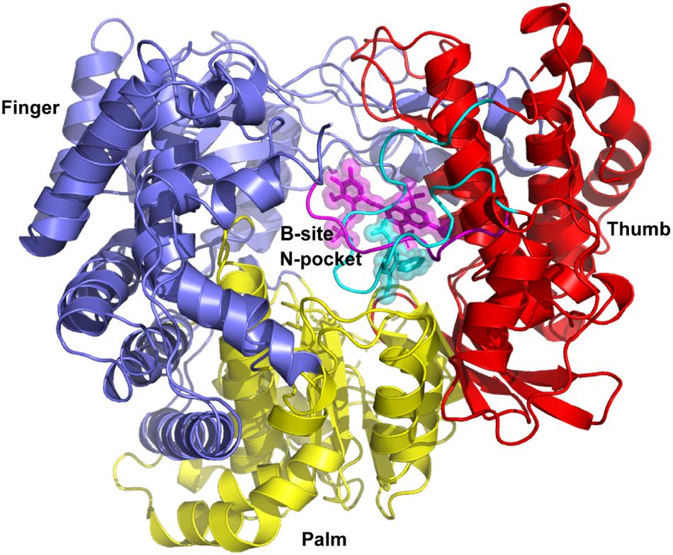 Frontiers Identification Of A Broad Spectrum Viral Inhibitor Targeting A Novel Allosteric Site In The Rna Dependent Rna Polymerases Of Dengue Virus And Norovirus Microbiology