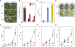 Frontiers | Rice ETHYLENE RESPONSE FACTOR 101 Promotes Leaf Senescence ...