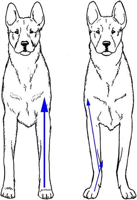 vestigial structures in dogs
