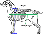 Frontiers | Working Dog Structure: Evaluation and Relationship to ...