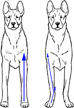 Frontiers | Working Dog Structure: Evaluation and Relationship to ...