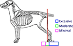 Frontiers | Working Dog Structure: Evaluation and Relationship to ...