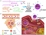 Frontiers | A Novel CD133- and EpCAM-Targeted Liposome With Redox ...