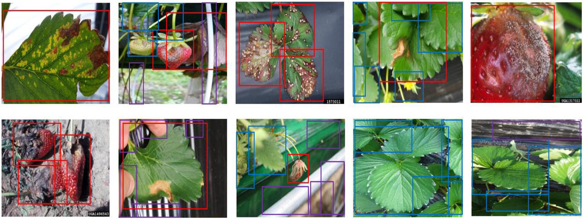 Frontiers | Improved Vision-Based Detection of Strawberry Diseases ...