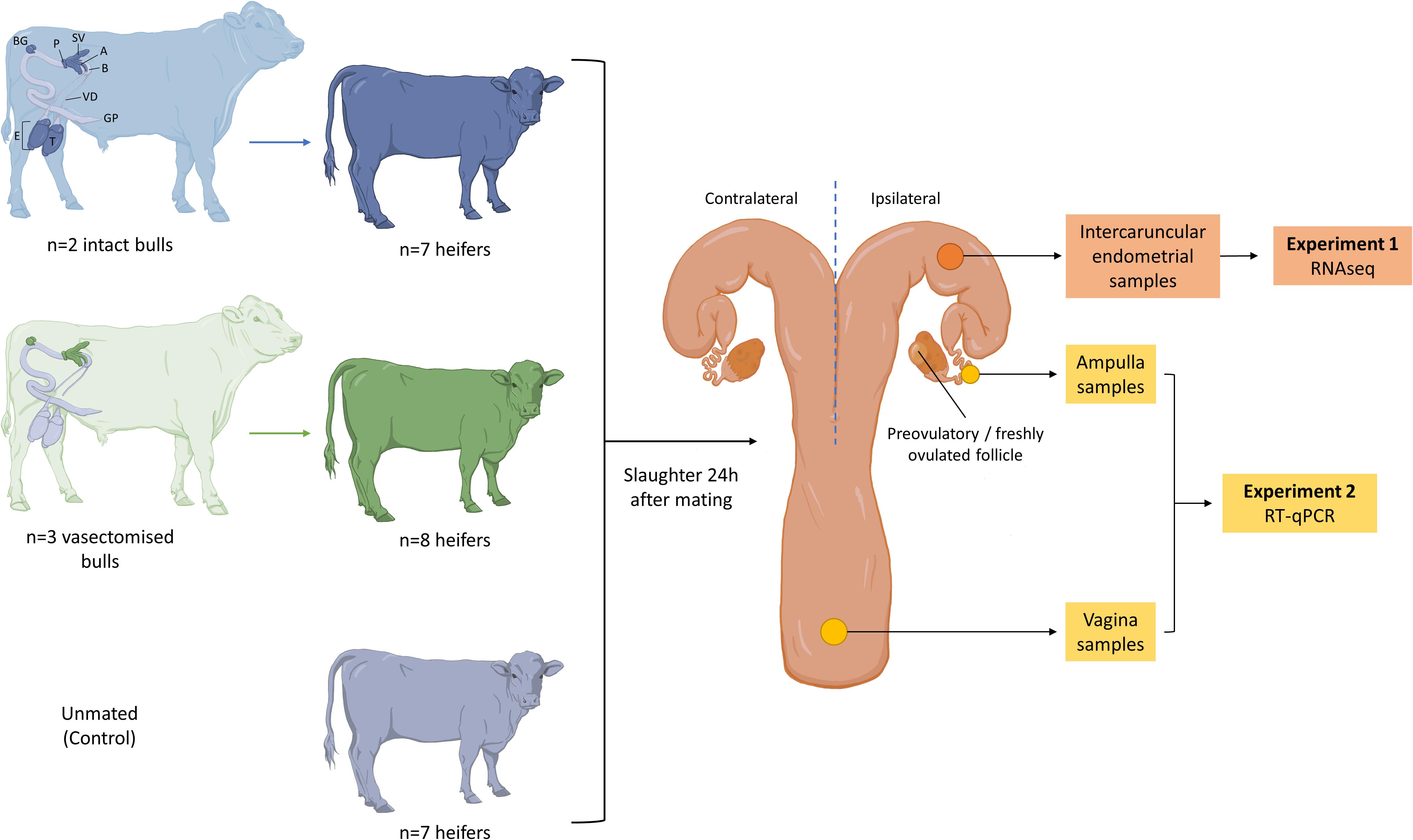 Female Cow Reproductive System