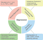 Frontiers | Alleviation of Depression by Glucagon-Like Peptide 1 ...