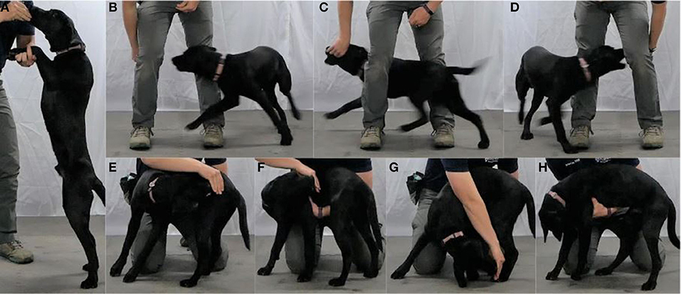 Frontiers  Dog Pulling on the Leash: Effects of Restraint by a Neck Collar  vs. a Chest Harness