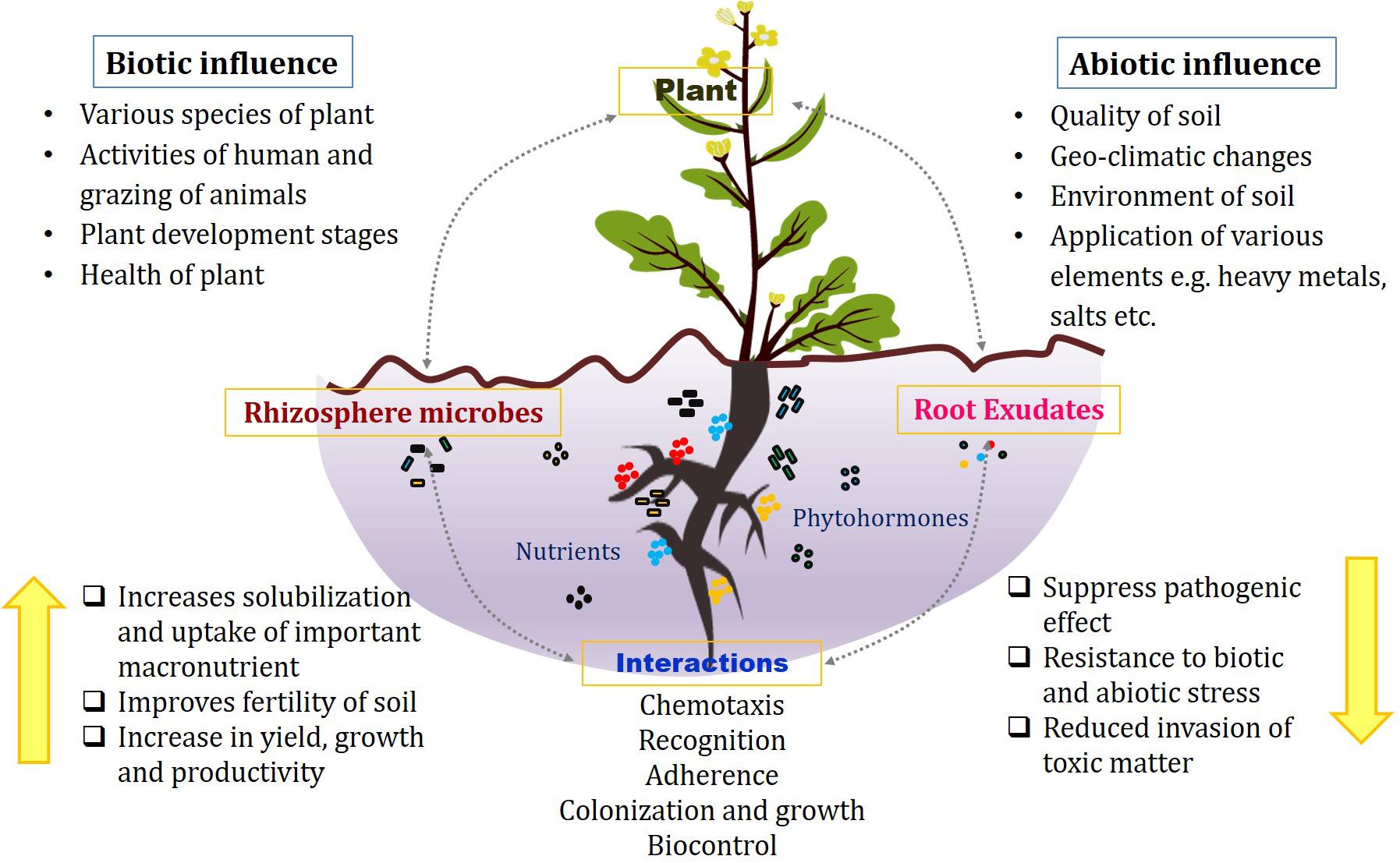 Frontiers Revisiting Plant Microbe Interactions And Microbial Consortia Application For Enhancing Sustainable Agriculture A Review Microbiology