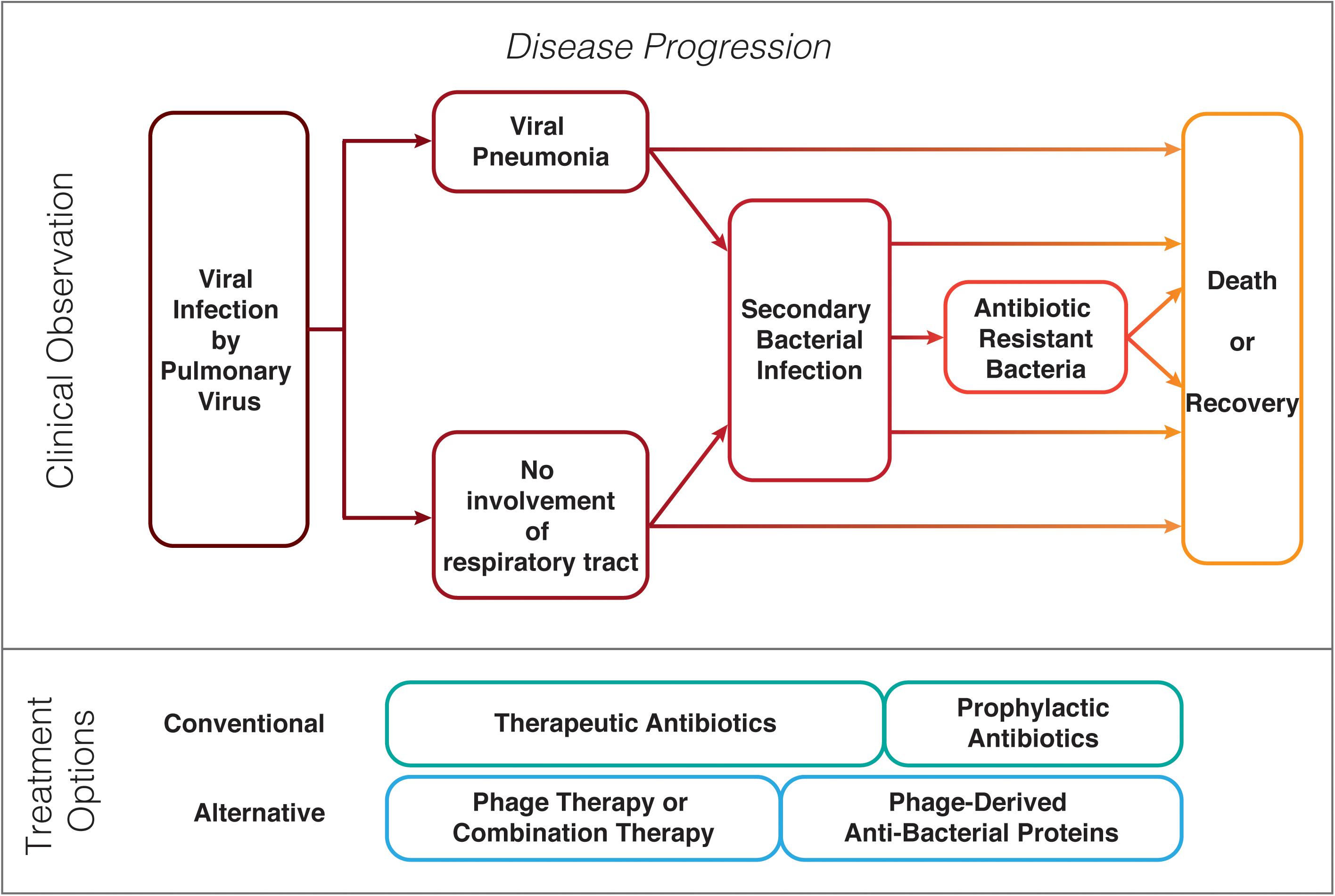 secondary-bacterial-infections-during-pulmonary-viral-disease-phage