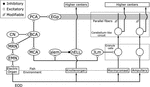 Frontiers | A History of Corollary Discharge: Contributions of Mormyrid ...