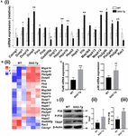 Frontiers | SLIT2 Overexpression in Periodontitis Intensifies ...