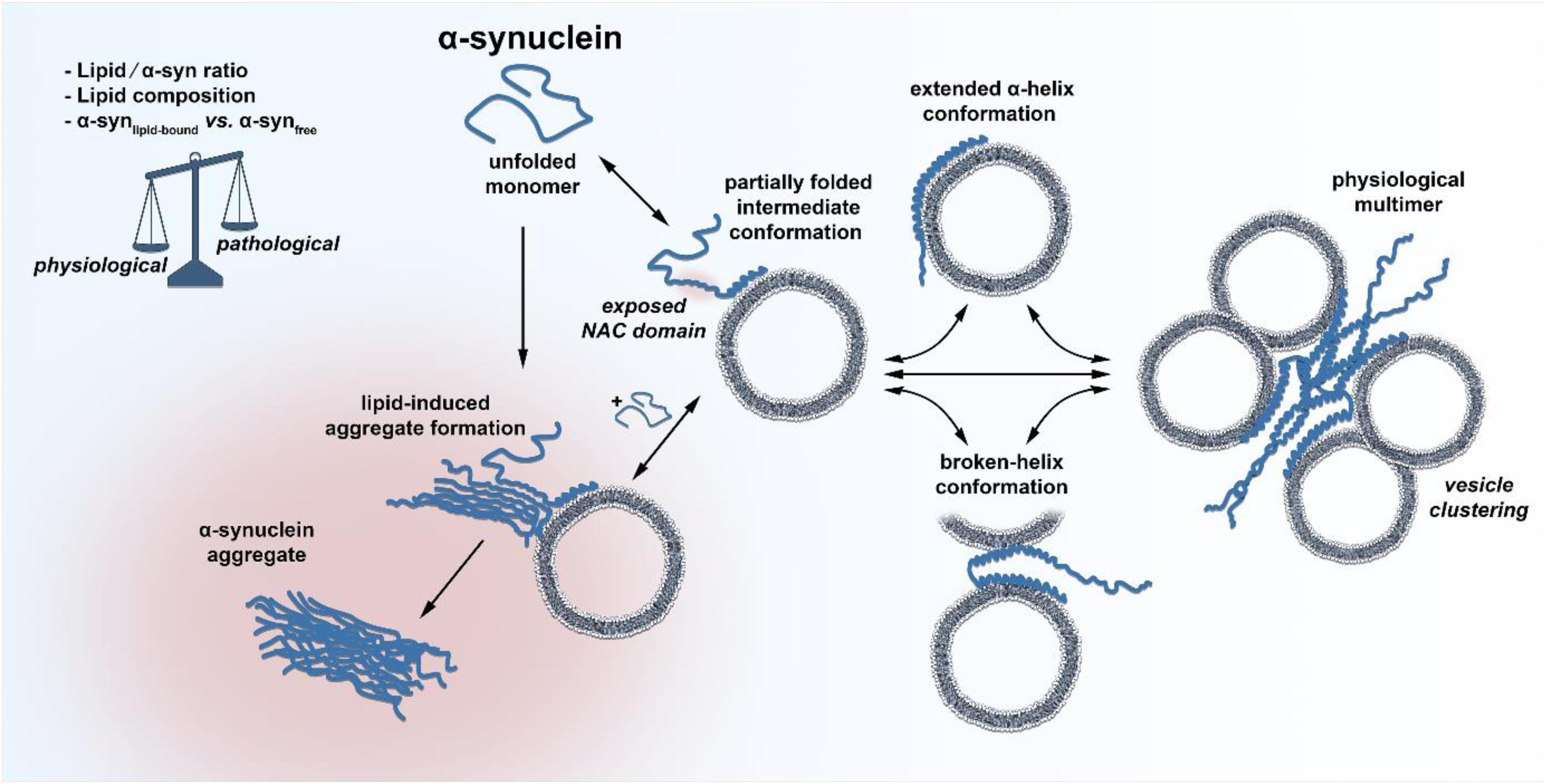 α-Synuclein Aggregation in Treatment of Parkinson's Disease
