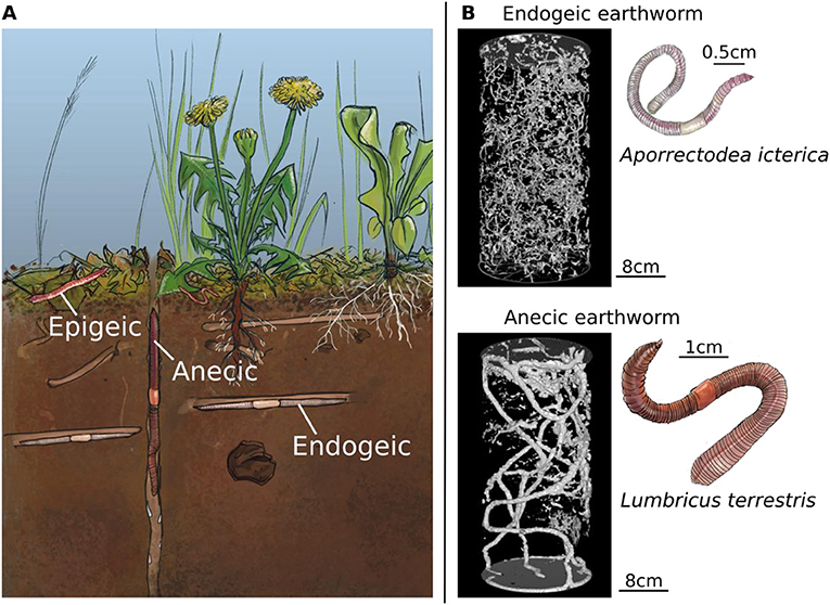 The three main ecological groups of earthworms. Earthworms differ