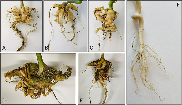 From the Soil to the Club in the Roots: Clubroot · Frontiers for Young ...