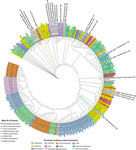 Frontiers | Discovery of an Abundance of Biosynthetic Gene Clusters in ...