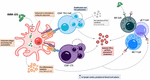 Frontiers | Mitigating Coronavirus Induced Dysfunctional Immunity for ...