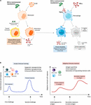 Frontiers | Mitigating Coronavirus Induced Dysfunctional Immunity for ...