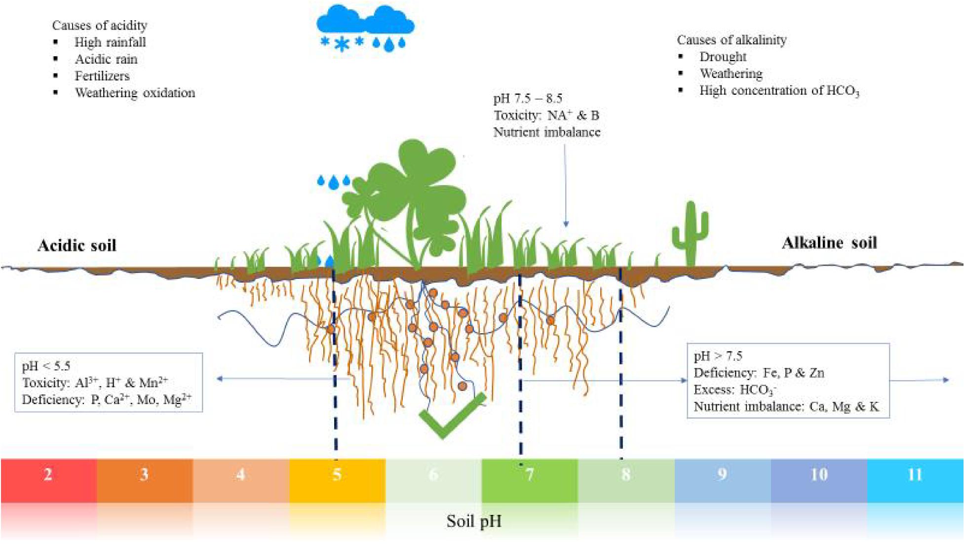 05 2023 The Roles Of Plant Growth Promoting Microbes In Enhancing Plant 