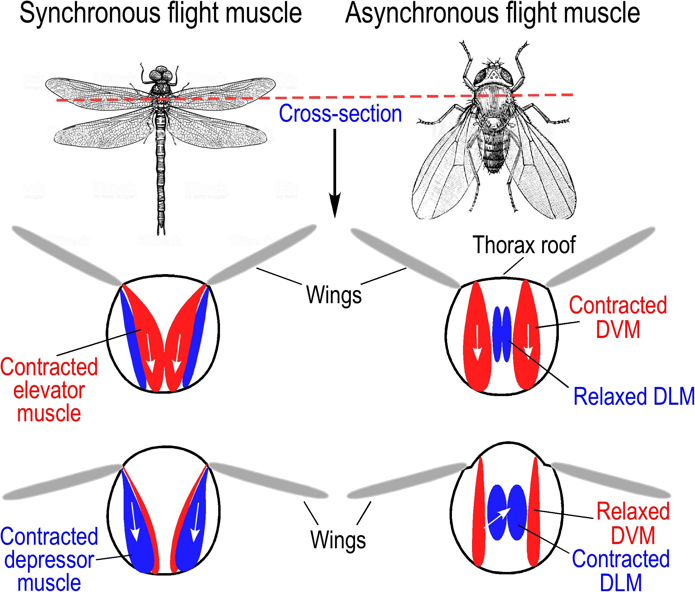 pectoral muscles in birds
