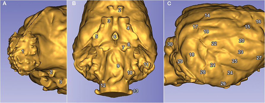 Comparing canine brains using 3-D-endocast modelling