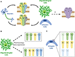 Frontiers | Expression and Function of GABA Receptors in Myelinating ...