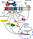 Frontiers | Expression And Function Of GABA Receptors In Myelinating ...