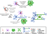 Frontiers | Expression and Function of GABA Receptors in Myelinating ...