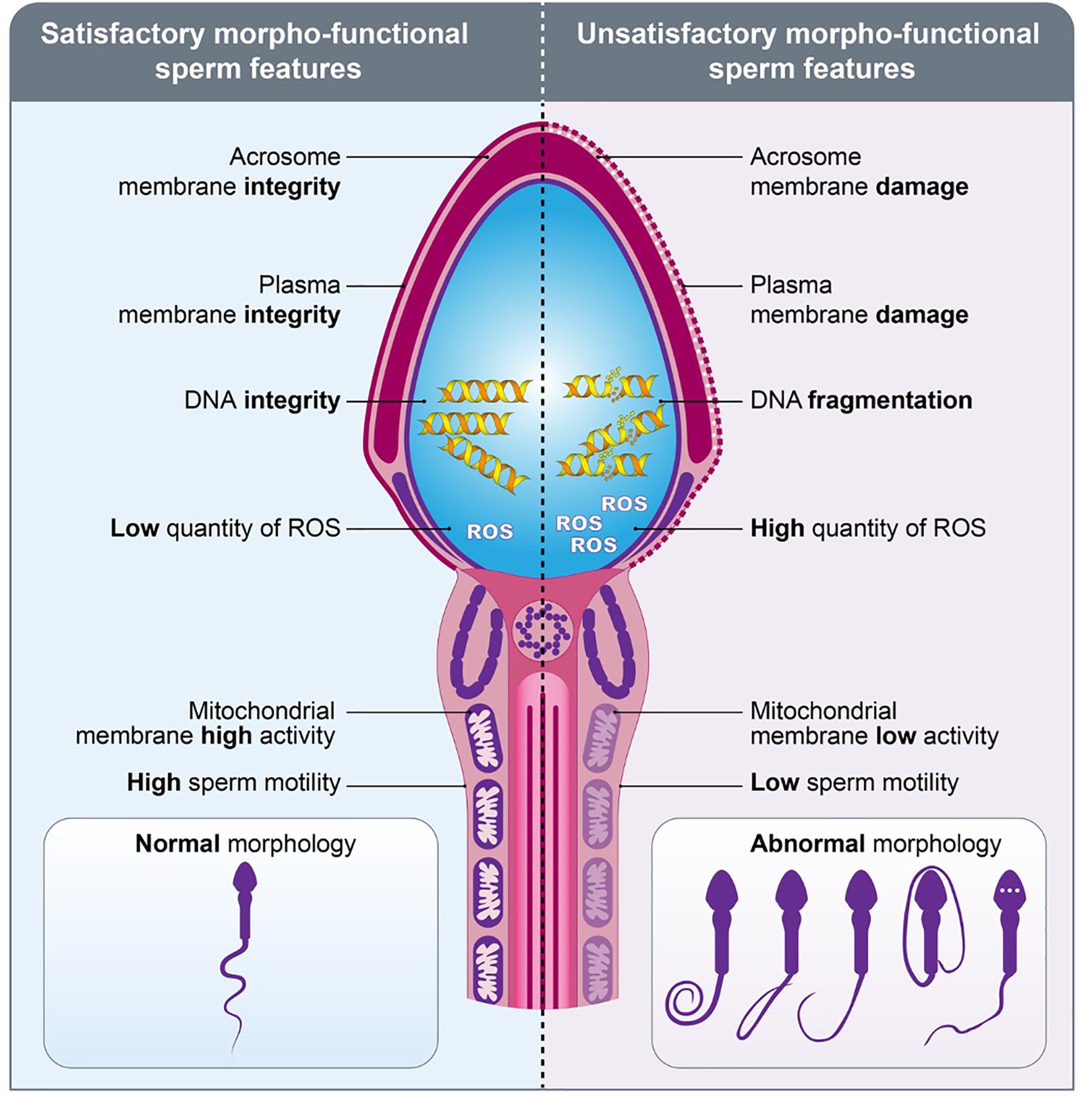 Frontiers From Sperm Motility To Sperm Borne Microrna Signatures New