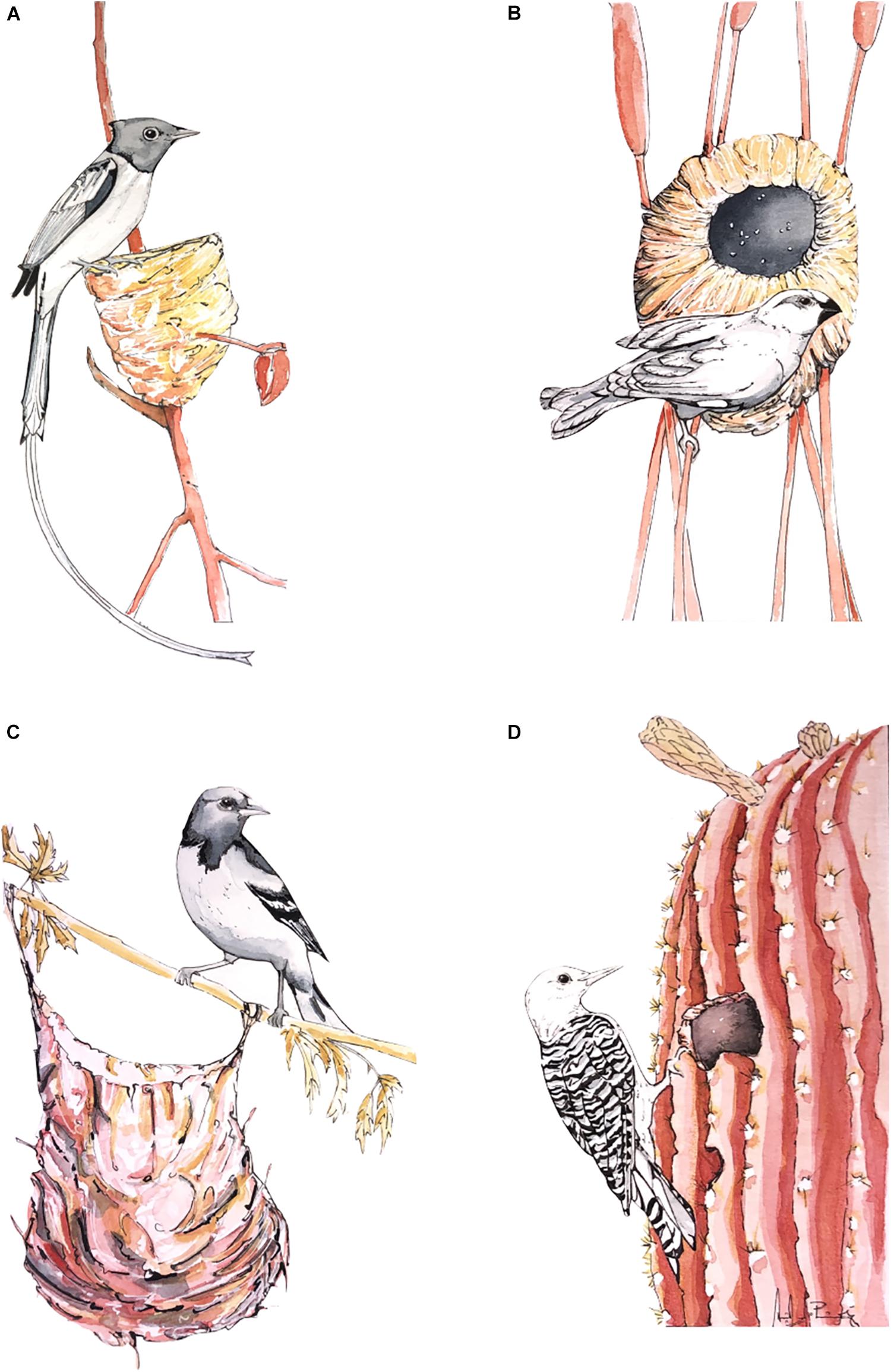 Nests of Birds - Avian Report