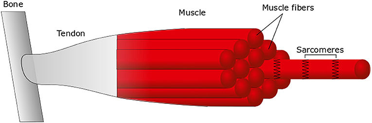 图2 -肌肉的主要组件。