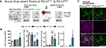 Frontiers | P2X7 Receptor-Dependent Layer-Specific Changes in Neuron ...