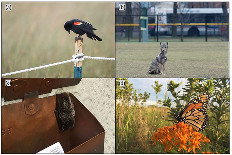 Figure 1 - Examples of common urban wildlife.