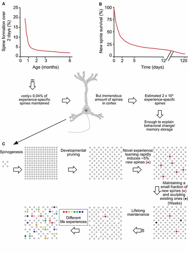Dendritic spine formation and synapse maturation in transcription