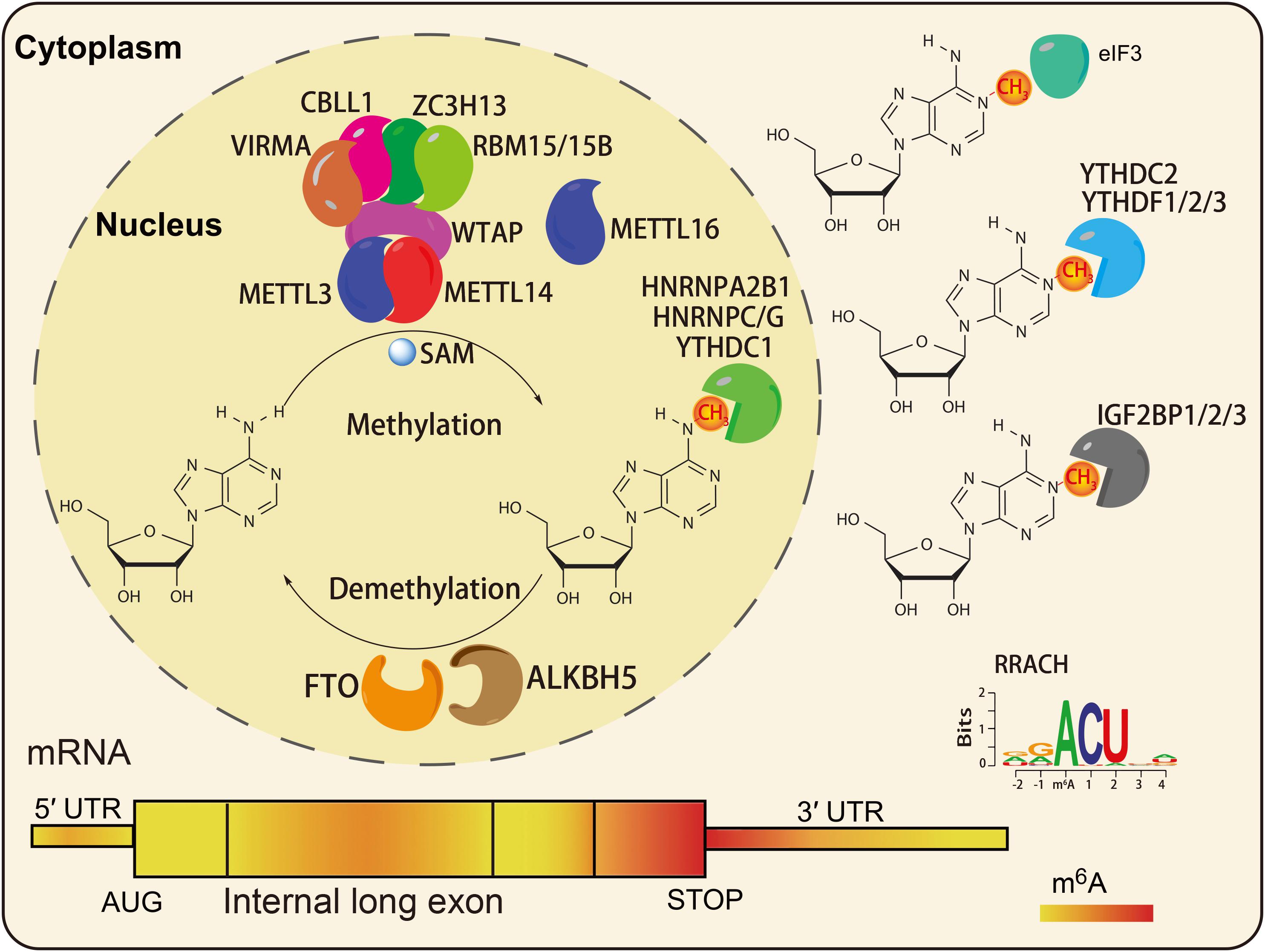 Frontiers | Roles Of N6-Methyladenosine (m6A) In Stem Cell Fate ...