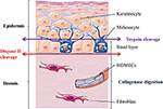 Frontiers | A Method for Isolating and Culturing Skin Cells ...