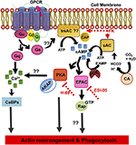 Frontiers | Uncovering the Cyclic AMP Signaling Pathway of the ...