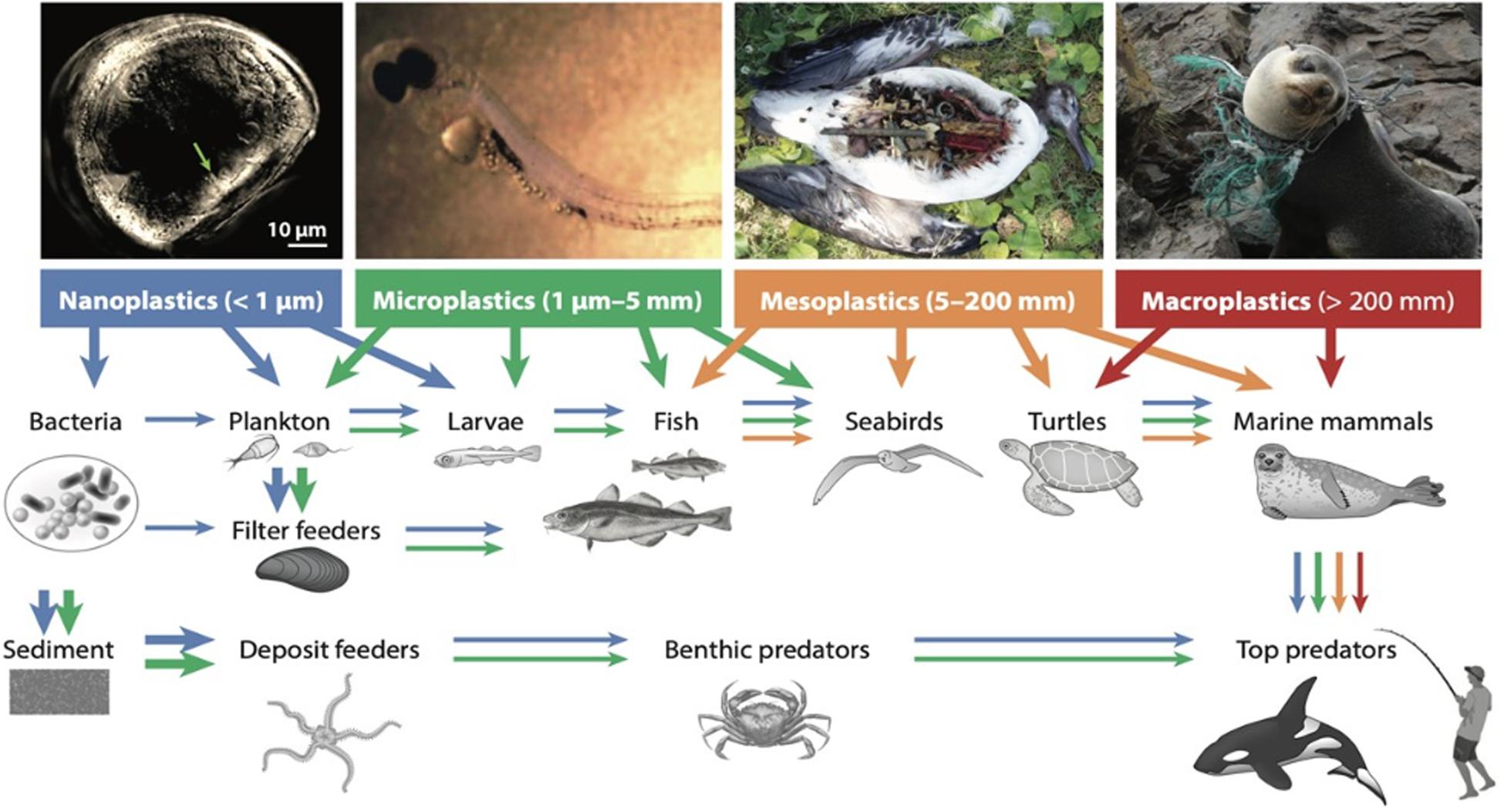 Frontiers  Marine Environmental Plastic Pollution: Mitigation by  Microorganism Degradation and Recycling Valorization