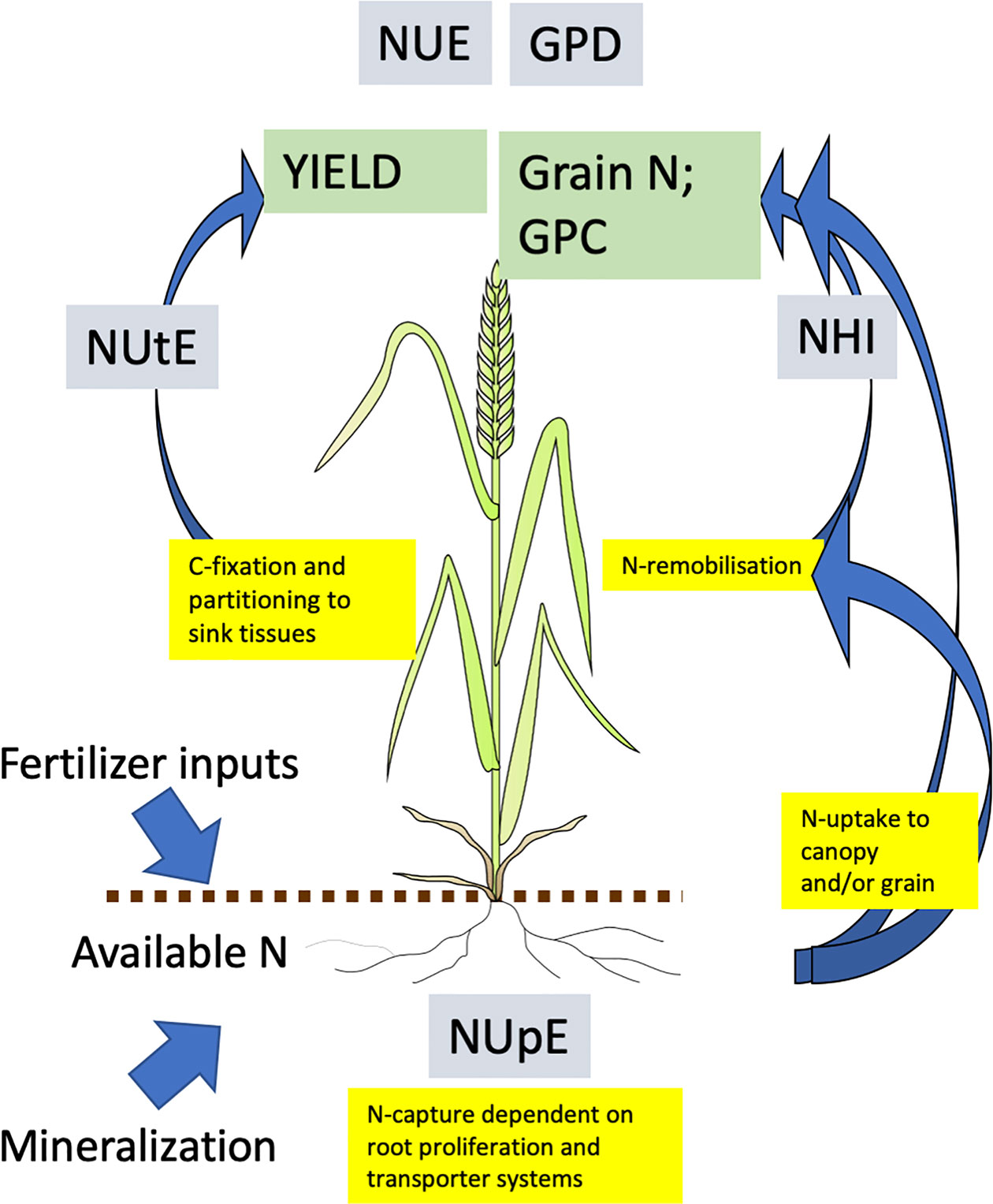 Frontiers | Impacts of G x E x M on Nitrogen Use Efficiency in Wheat ...