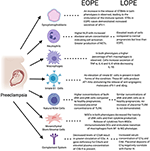 Frontiers | Mechanisms of Key Innate Immune Cells in Early- and Late ...