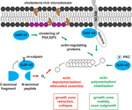 Frontiers | GAP-43 and BASP1 in Axon Regeneration: Implications for the ...