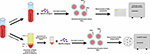 Frontiers | Use of T Cell Mediated Immune Functional Assays for ...